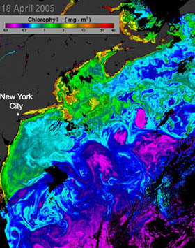 chlorophyll concentrations off the eastern coast of the united states, april 18, 2005